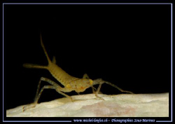 A beautiful face to face with a Nymph of a Mayfly - macro... by Michel Lonfat 